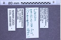 Etiketten zu Lacon pectinicornis (NHMW-ZOO-COL-0008160)